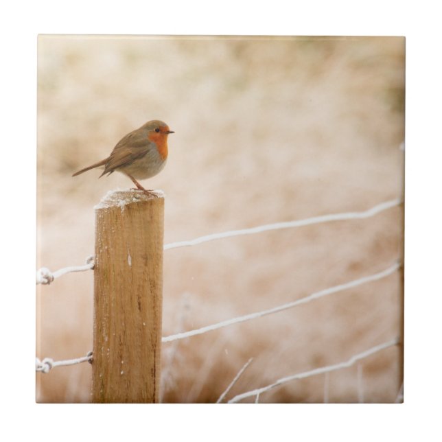 Winter Robin Redbreast (Frente)