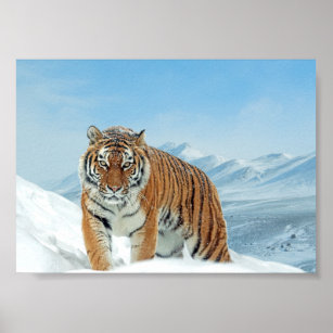 Winter Tiger Mountain Nature Foto Snow Poster
