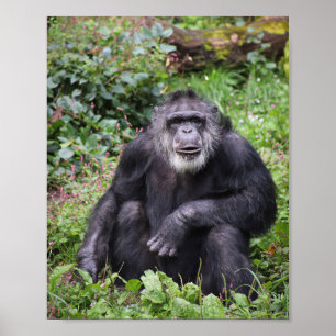 Wise Chimpanzee Poster