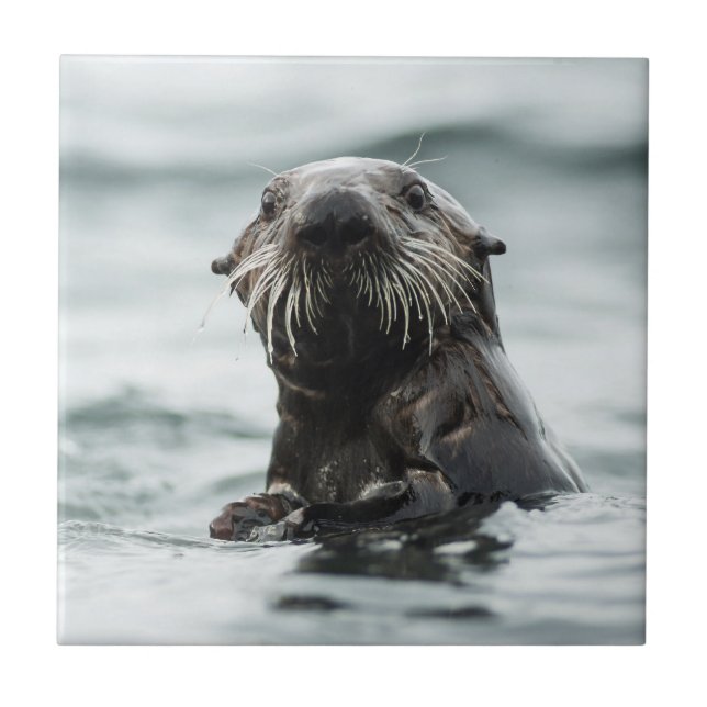 Wise Otter (Frente)