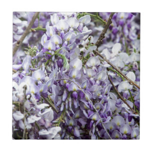 Wisteria