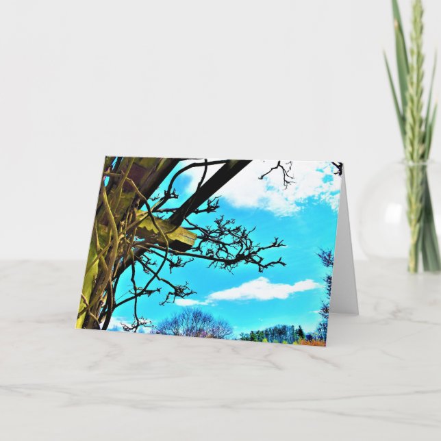 Wisteria, cartão (Frente)