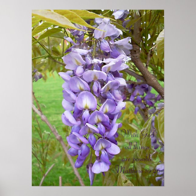 "Wisteria". Impressão de Escritura (Frente)