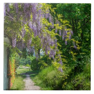 Wisteria num azulejo cerâmico de pista rural