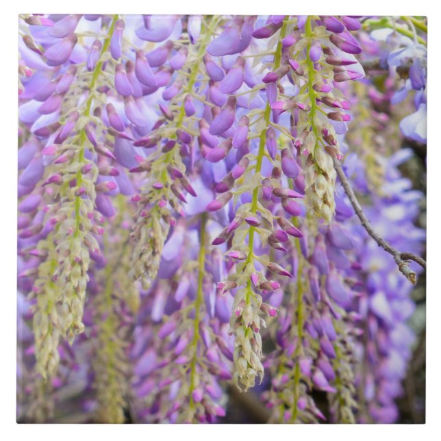 Wisteria Purple Flowers Francês Floral Petals (Frente)