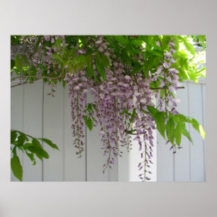 Wisteria Rosa ~ impressão