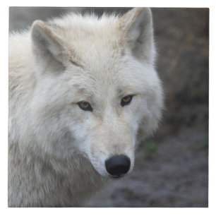 Wolf 001