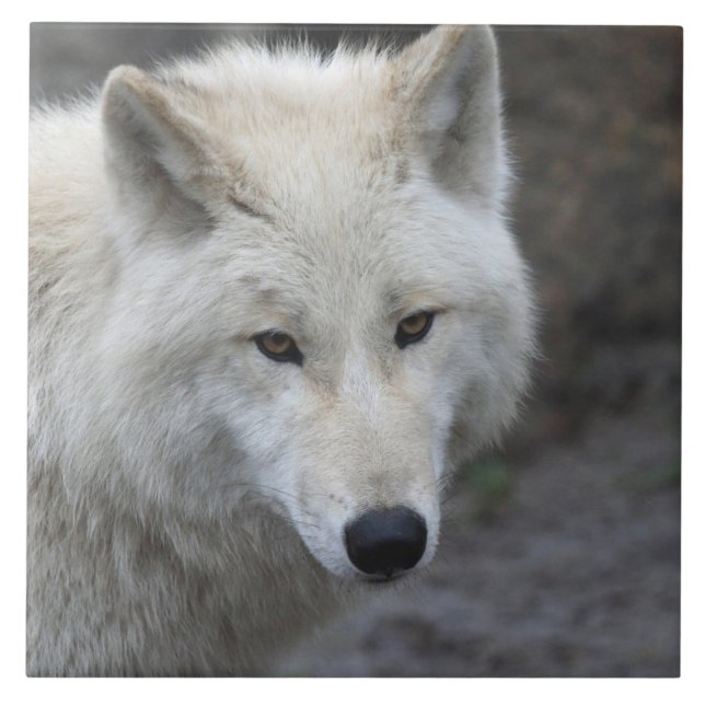 Wolf 001 (Frente)