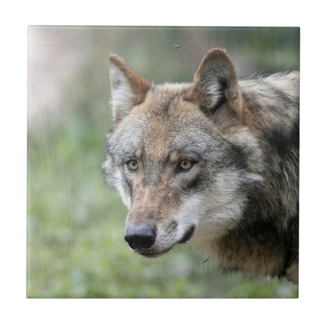 Wolf 001 (Frente)