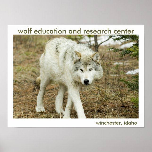 Wolf Center Poster (Frente)
