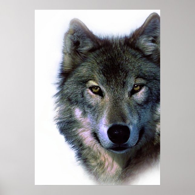 Wolf Eyes Trabalho de arte Freedom Poster (Frente)