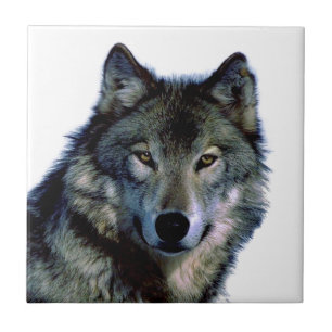 Wolf Portrait