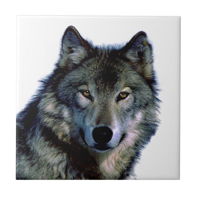 Wolf Portrait (Frente)