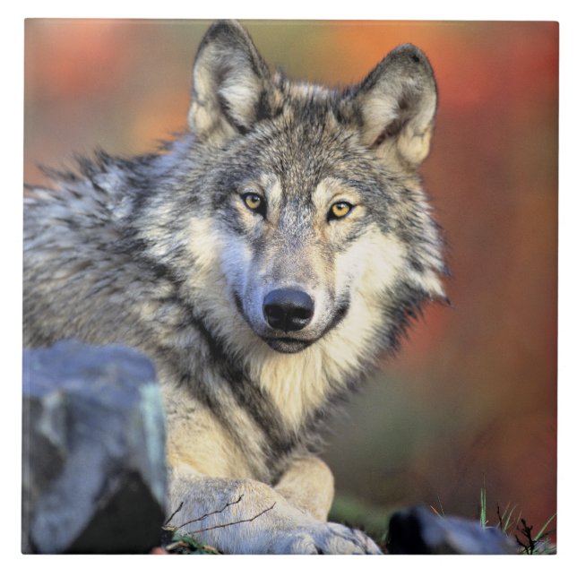 Wolf Portrait (Frente)