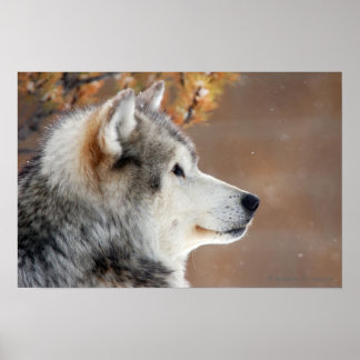 Wolf Portrait Poster