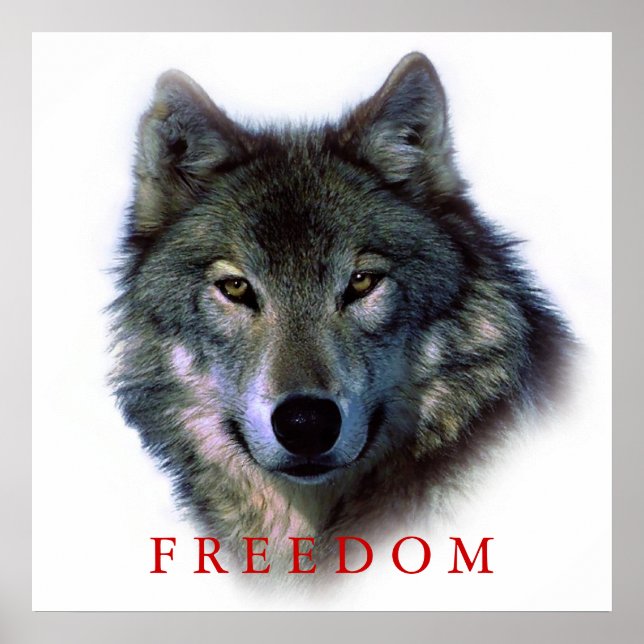 Wolf Portrait Square Freedom Poster (Frente)
