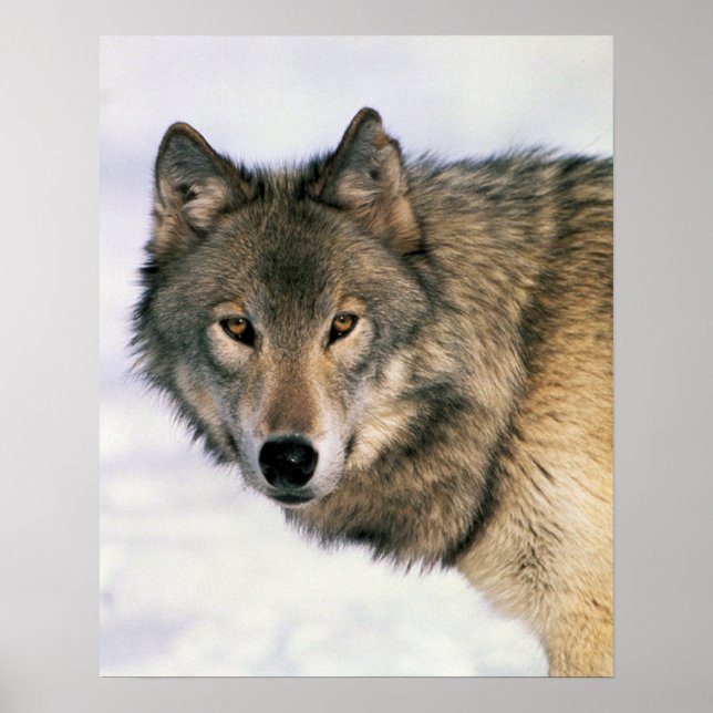 Wolf Poster (Frente)