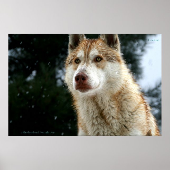 Wolf Poster (Frente)