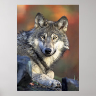 Wolf Poster