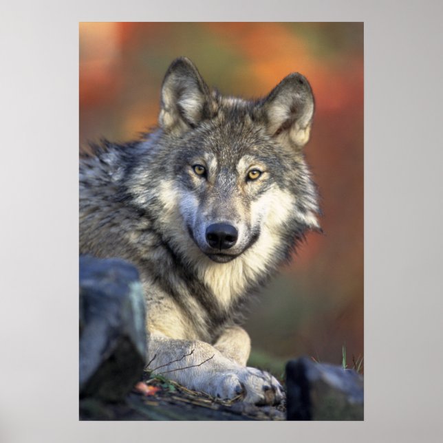 Wolf Poster (Frente)
