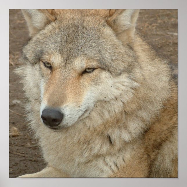 Wolf Poster Impressão (Frente)