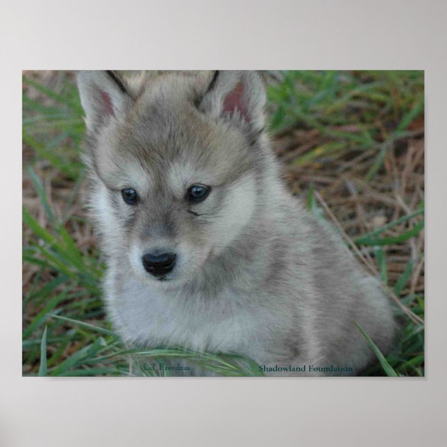 Wolf Pup Poster (Frente)