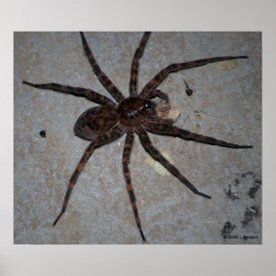 Wolf Spider poster