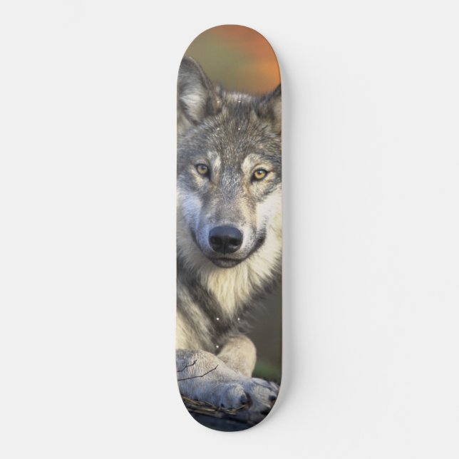 Wolf Wisdom Skateboard (Frente)