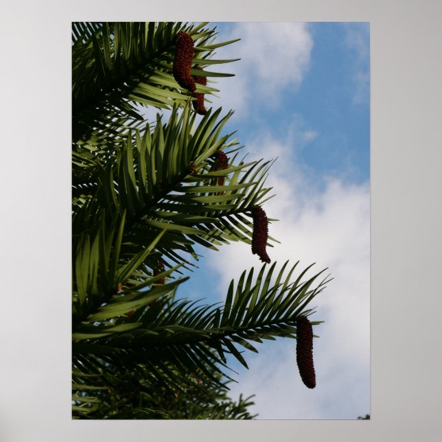Wollemi Pine Tree Cones Poster (Frente)