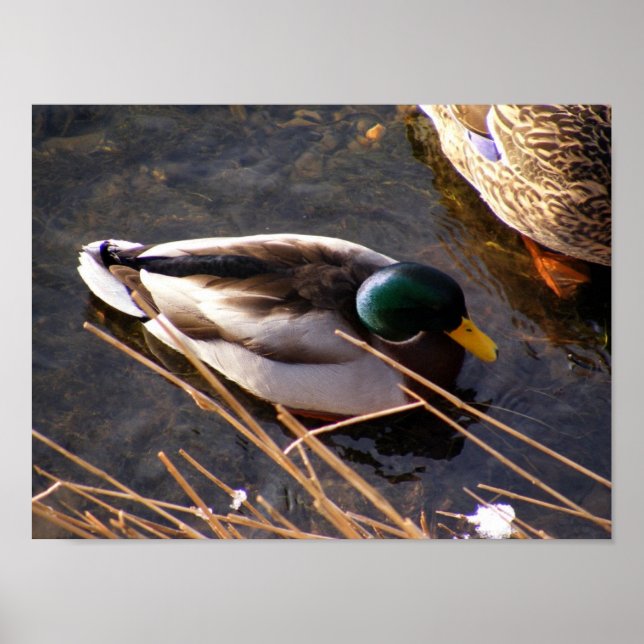 Wood Duck Poster (Frente)