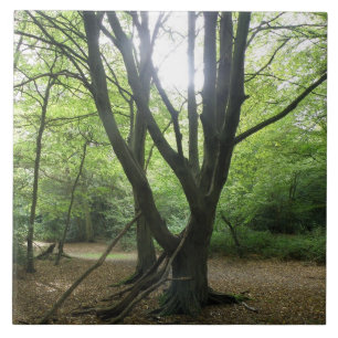 Woodland Sunshine Azulejo