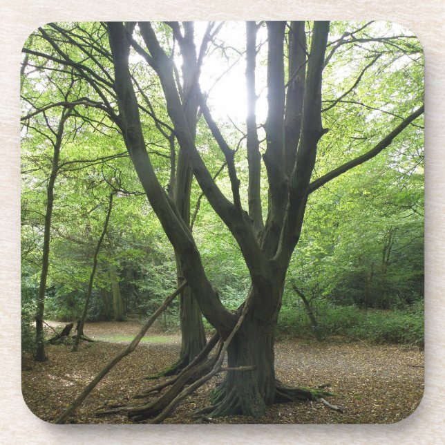 Woodland Sunshine Cork Porta copos (Frente)