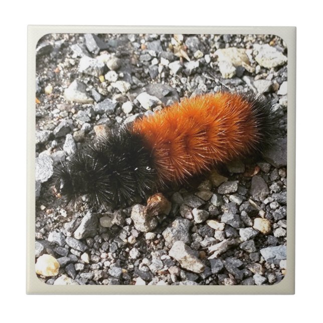 Wooly Bear Caterillar (Frente)