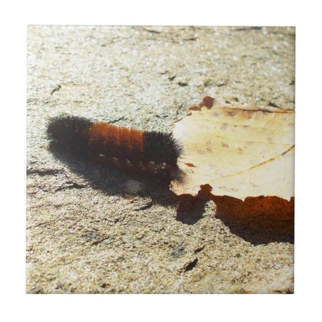 Wooly Bear Caterillar (Frente)