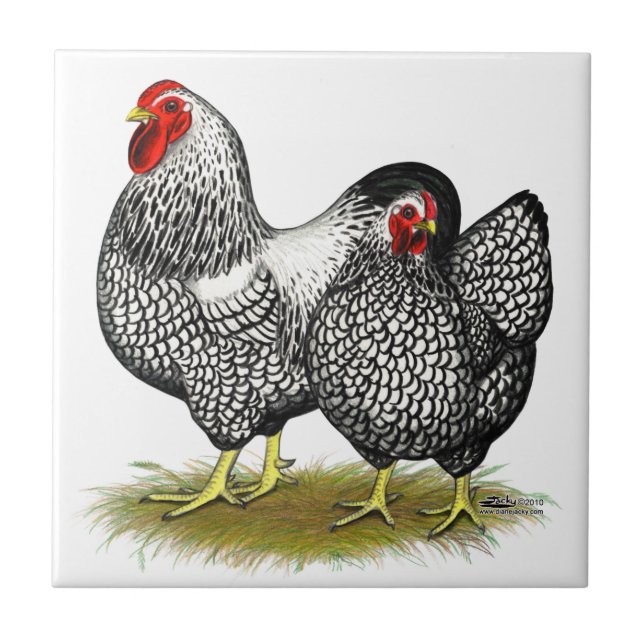 Wyandotte:  Pares de prata (Frente)