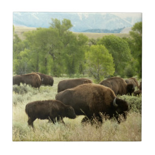 Wyoming Bison Nature
