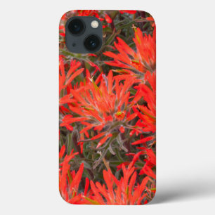 Wyoming, Condado de Lincoln, Desert Paintbrush