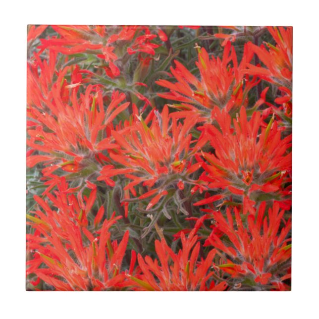 Wyoming, condado de Lincoln, Desert Paintbrush (Frente)