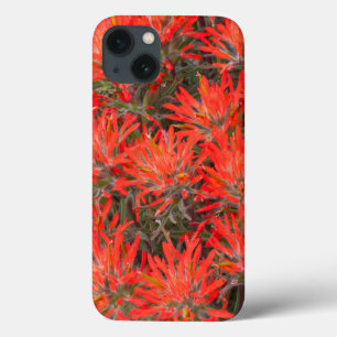 Wyoming, Condado de Lincoln, Desert Paintbrush