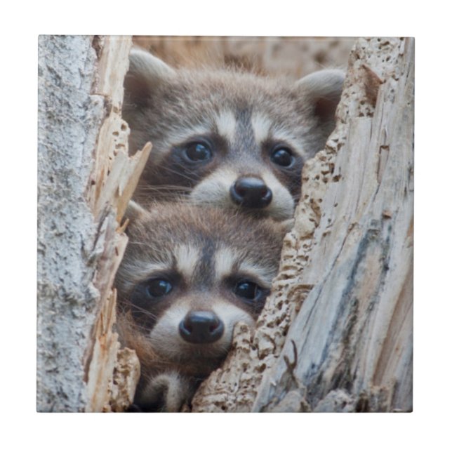 Wyoming, condado de Lincoln, Raccoon (Frente)