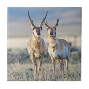 Wyoming, Condado de Sublette, antílopes machos