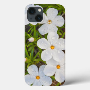 Wyoming, Condado de Sublette, Close de Phlox