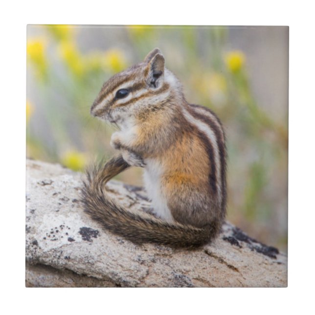 Wyoming, Condado de Sublette, Menos Chipmunk (Frente)