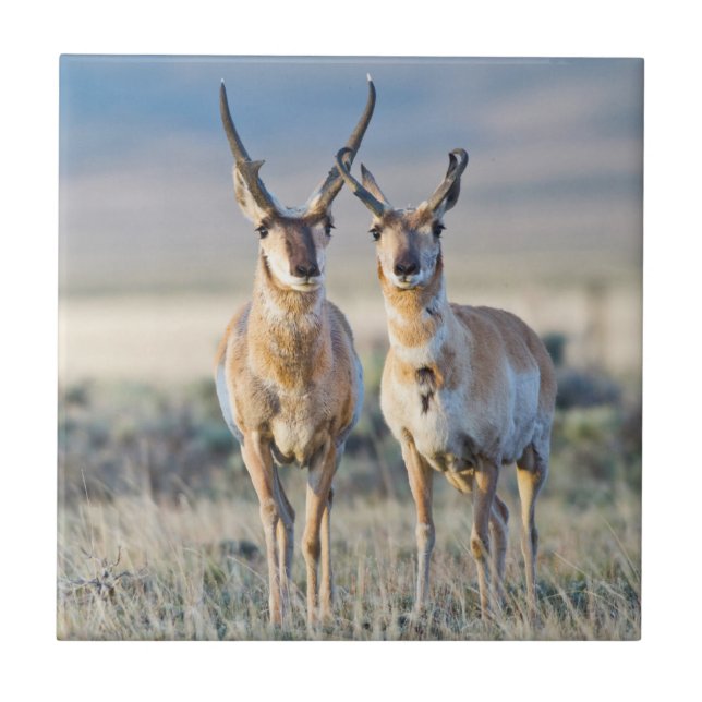 Wyoming, Condado de Sublette, Pronghorn. (Frente)