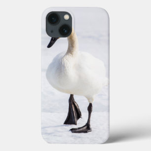 Wyoming, National Elk Refuge, Trumpeter Swan