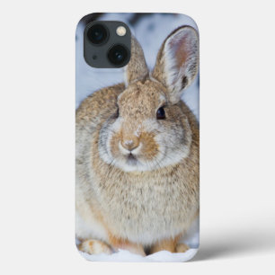 Wyoming, Sublette County, Nuttall's Cottontail