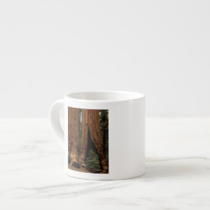Xícara De Espresso Árvores Redwood, Parque Nacional Sequoia.