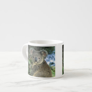 Xícara De Espresso Coala, Phascolarctos cinereus), em perigo,
