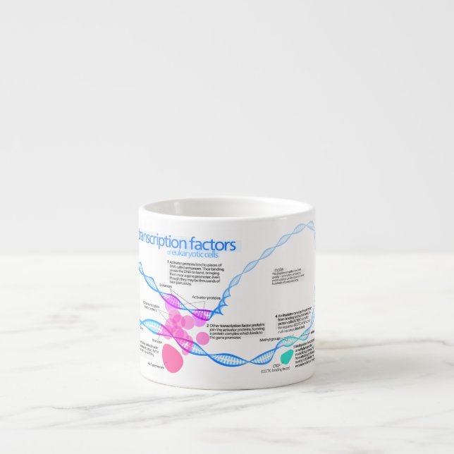 Xícara De Espresso Diagrama de fatores da transcrição do gene (Frente)