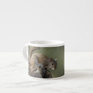 Xícara De Espresso Esquilo-cinzento-oriental, ou esquilo-cinzento